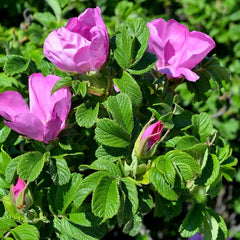 Rose Shrub