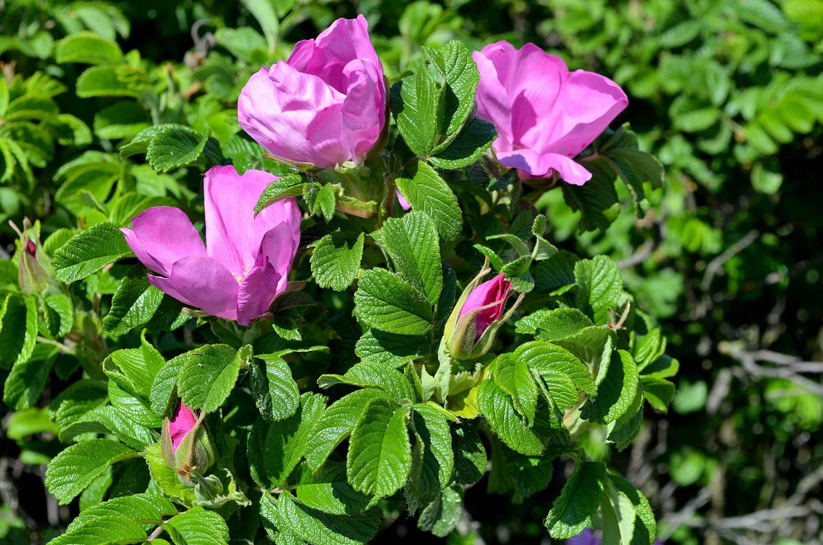 Rugose rose in bloom with deep pink flowers