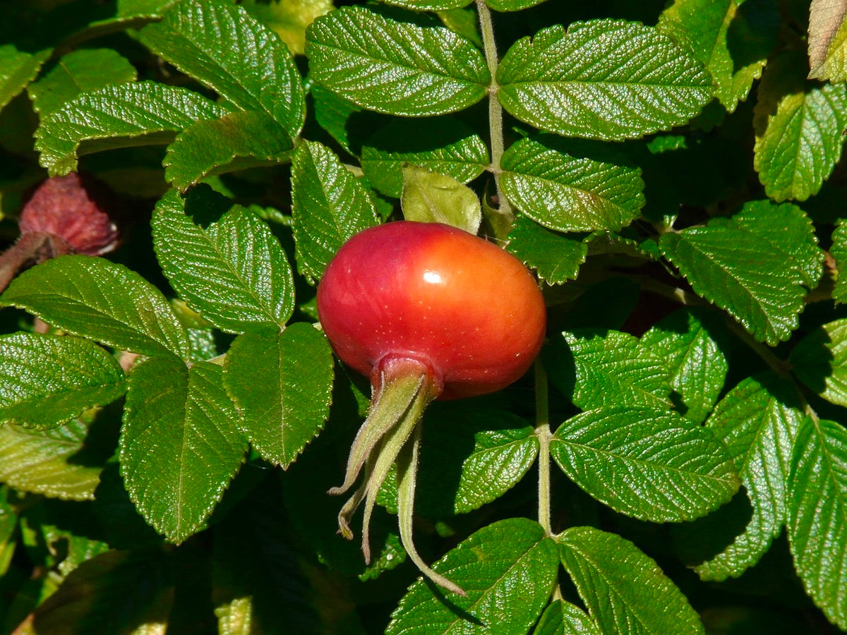 A ripening rose hip on a rugose rose