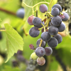 Sabrevois Grape (Bundle of 2)