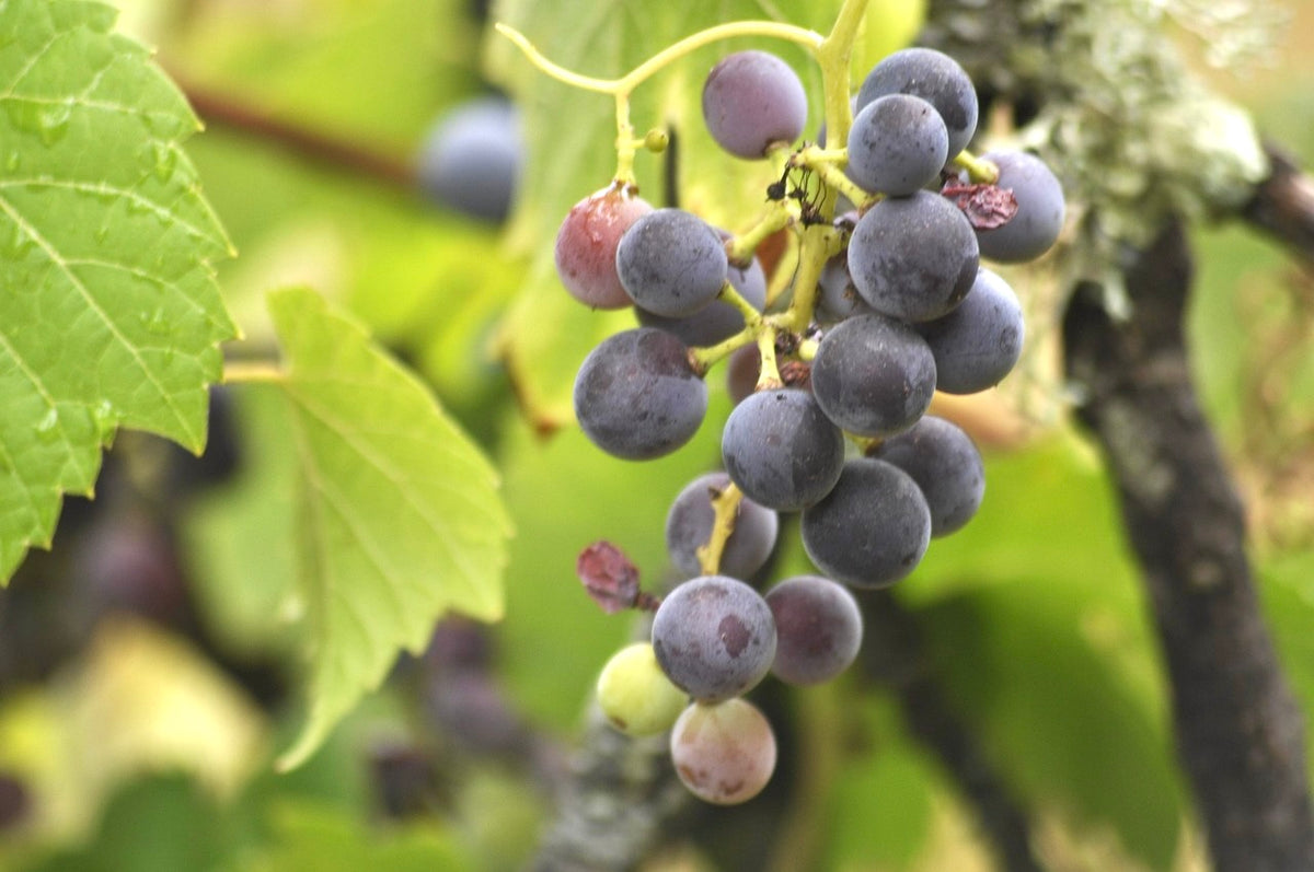 Sabrevois grape clusters ripening on the vine