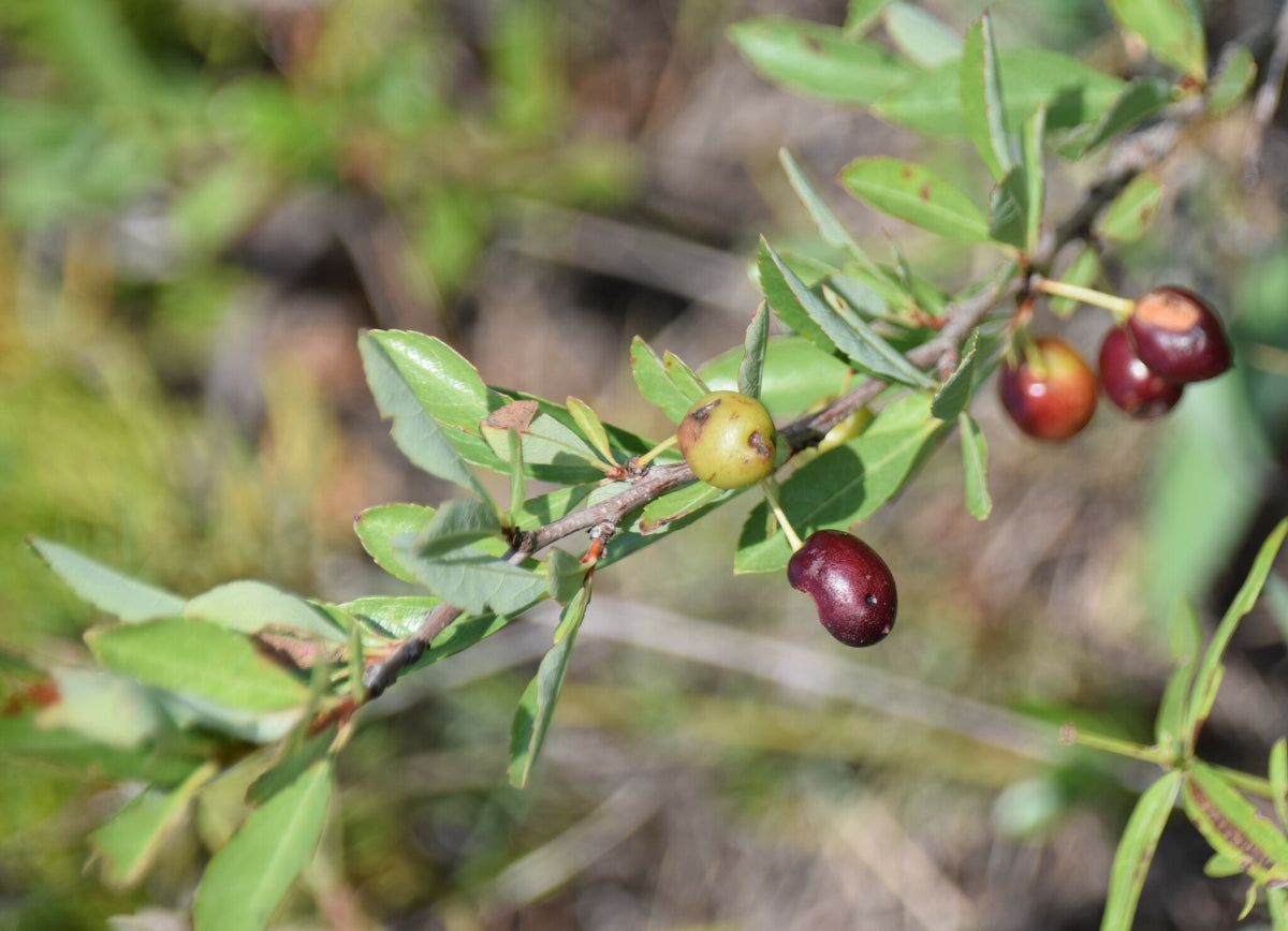 Sand cherries ripening from green to dark red on the branch