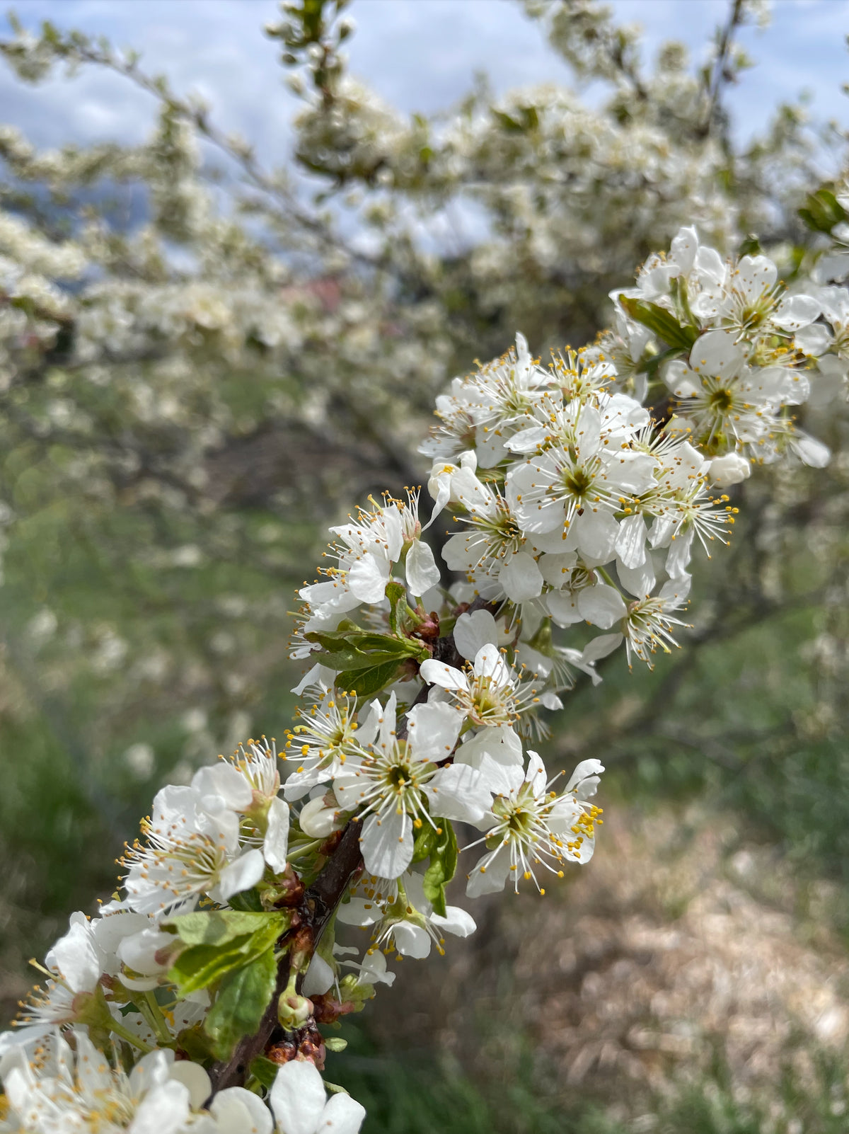 Sand cherry in bloom with white flowers along the branch