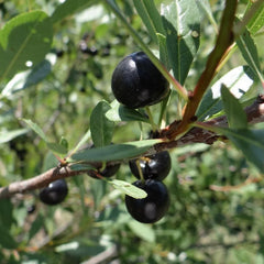 Sand Cherry (Bundle of 3)