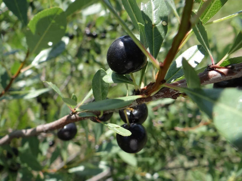 Sand Cherry (Bundle of 3)