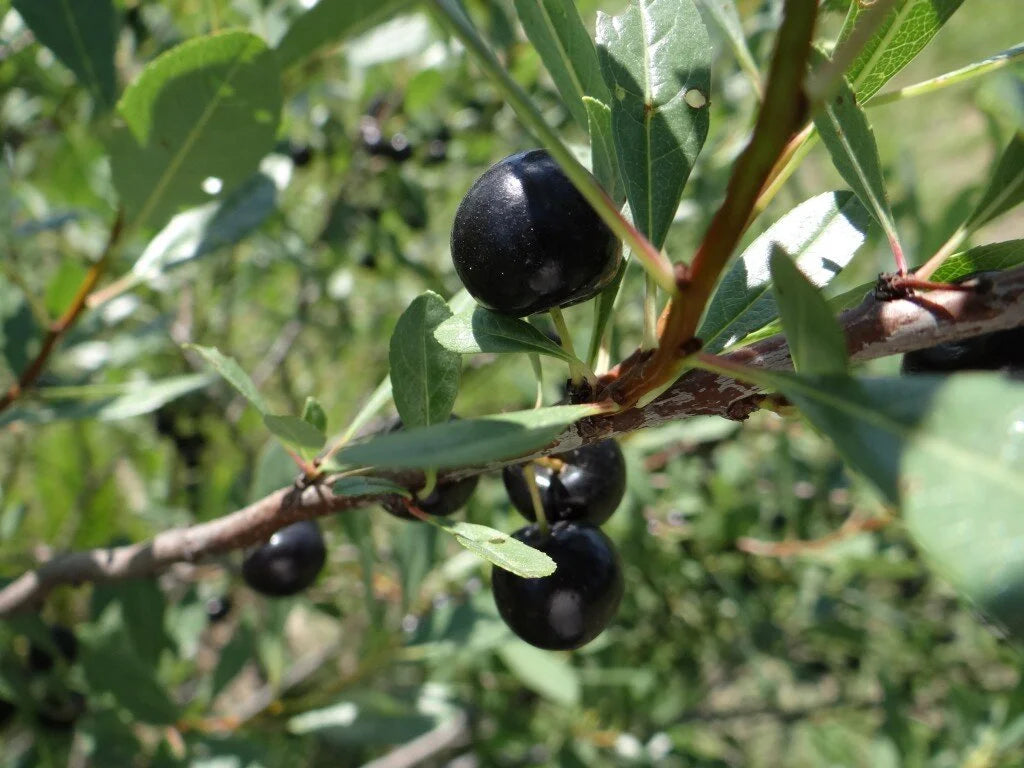 Dark sand cherries ripening on the branch