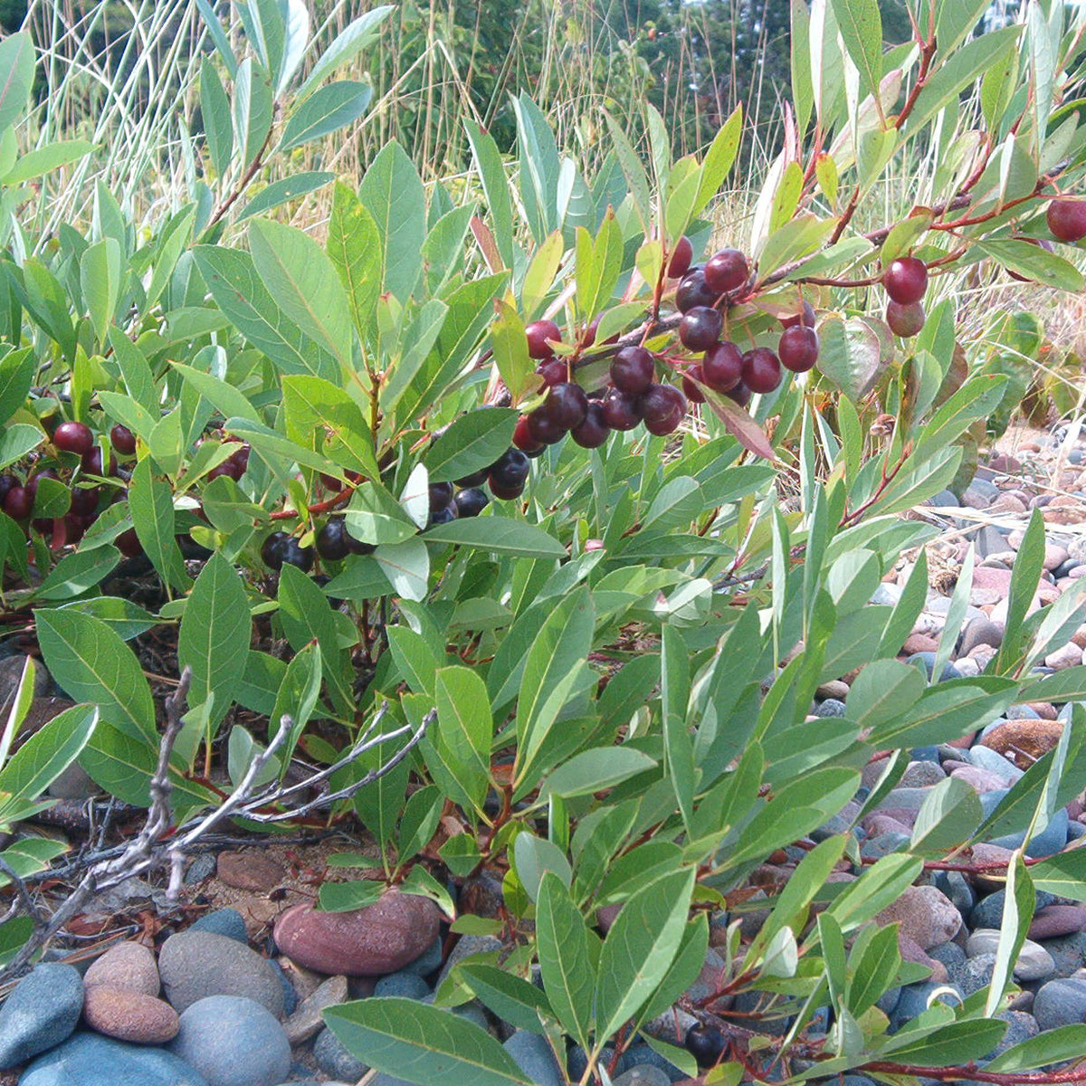 Sand Cherry (Bundle of 3) | Spring 2027