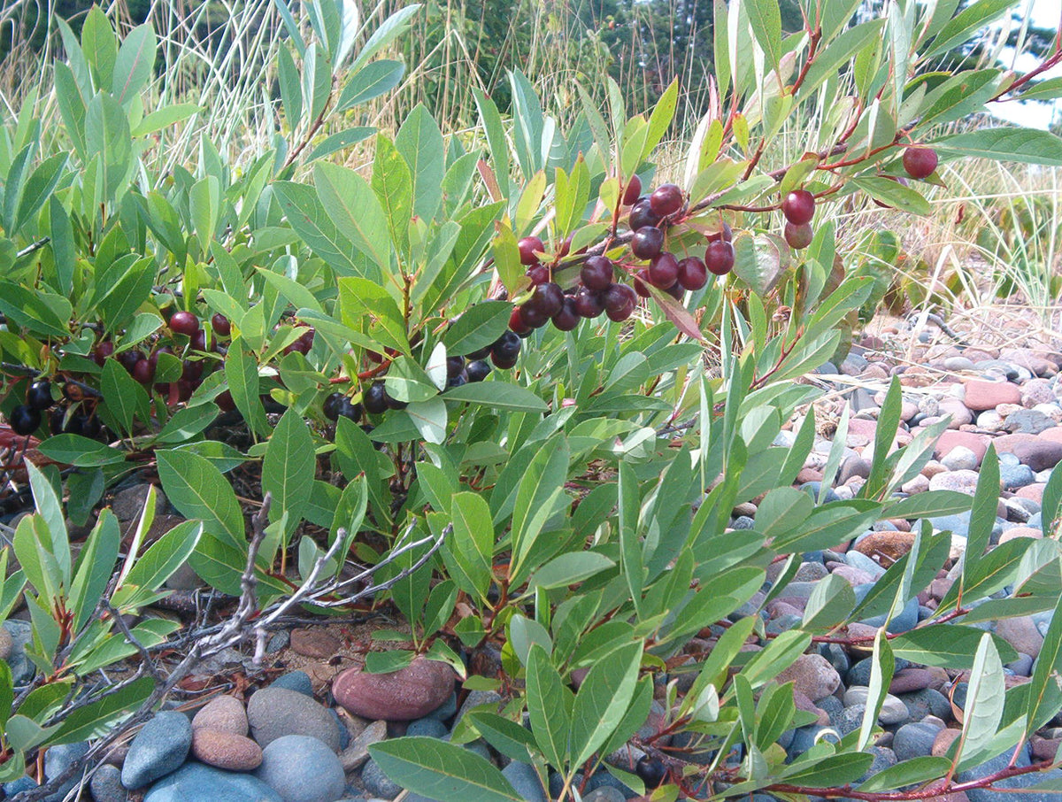 Sand cherry shrub with clusters of ripe dark purple cherries