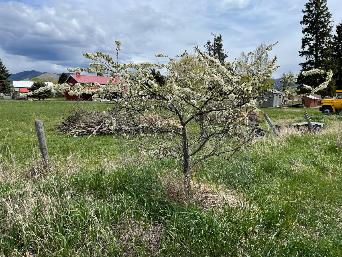 Sand cherry shrubs in full white bloom in the field