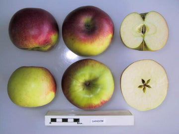 Sandow apple whole and cross-sectioned