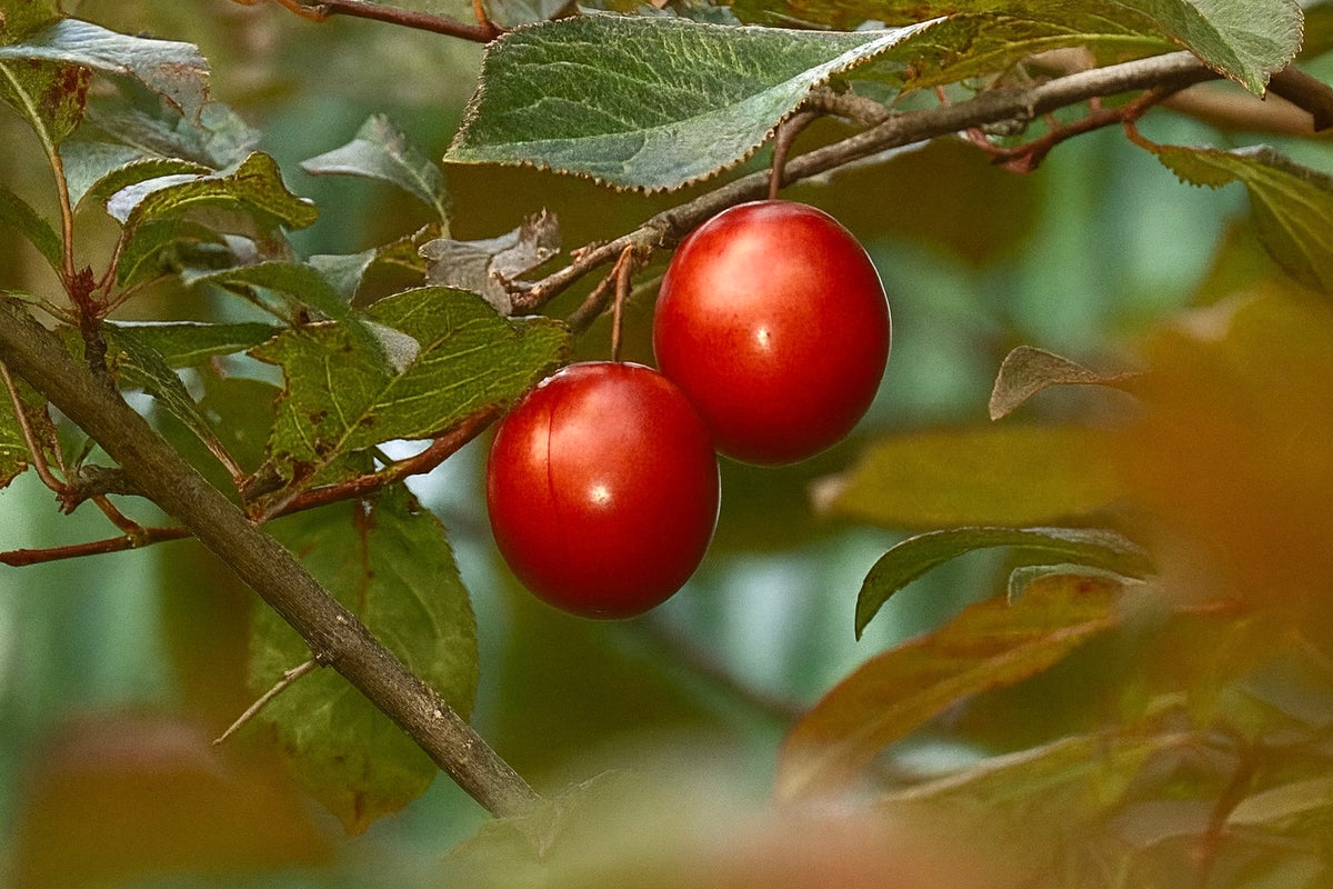 Santa Rosa plums ripening on the branch