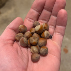 Sapp's Select Hybrid Hazelnut Seeds—50 Seeds: Ships ASAP