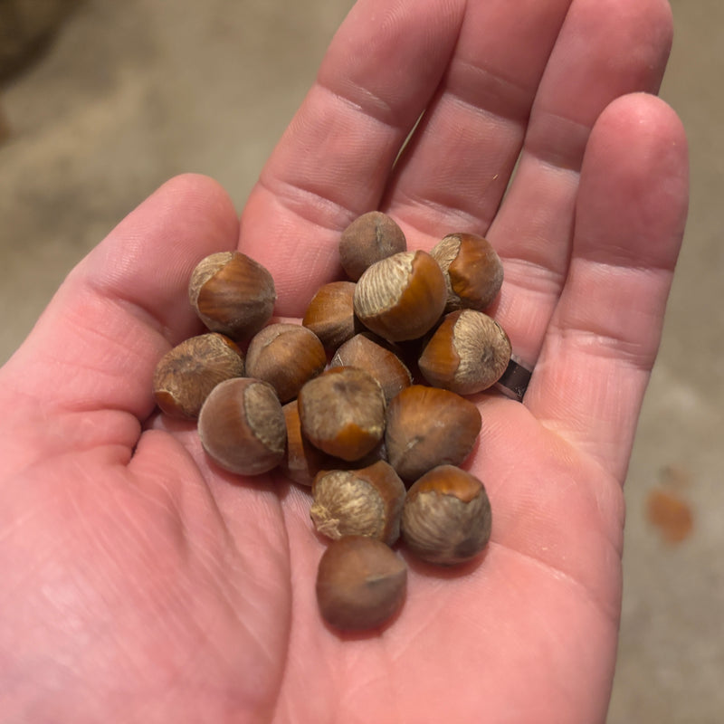 Sapp's Select Hybrid Hazelnut Seeds—50 Seeds: Ships ASAP