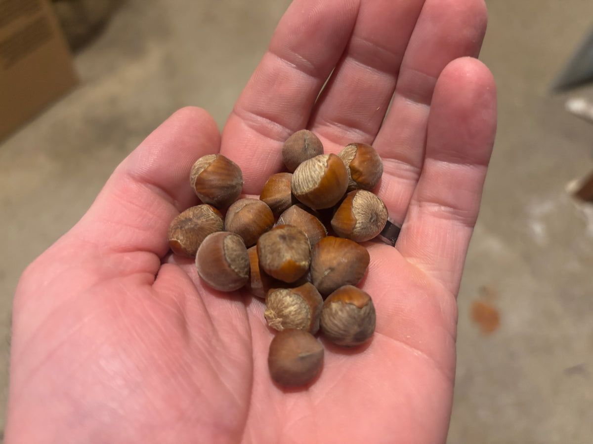 A handful of Sapp's Select hybrid hazelnut seeds