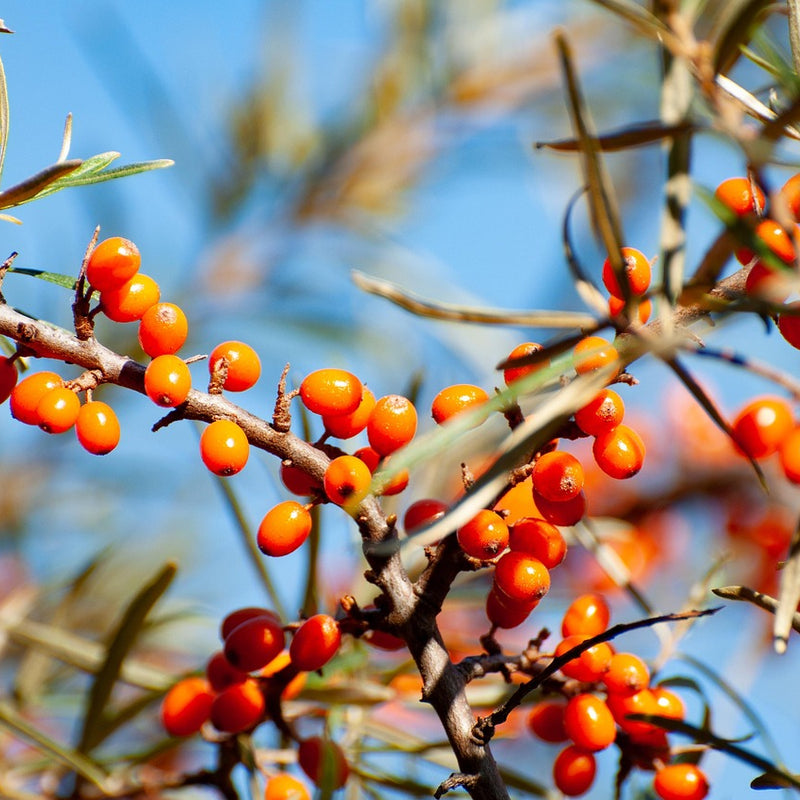 Sea Buckthorn (Bundle of 5)