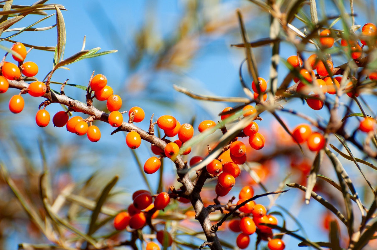 Bright orange sea buckthorn berries clustered along the branch