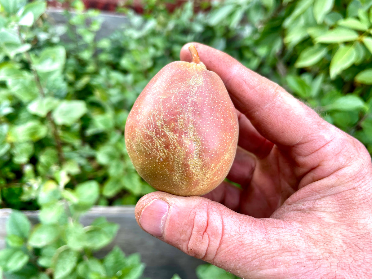 A ripe russeted Seckel pear held in hand