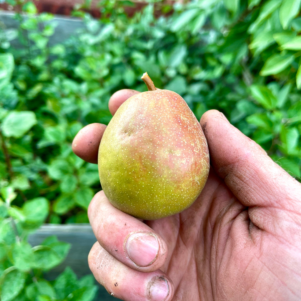 Seckel Pear (Spring 2027)