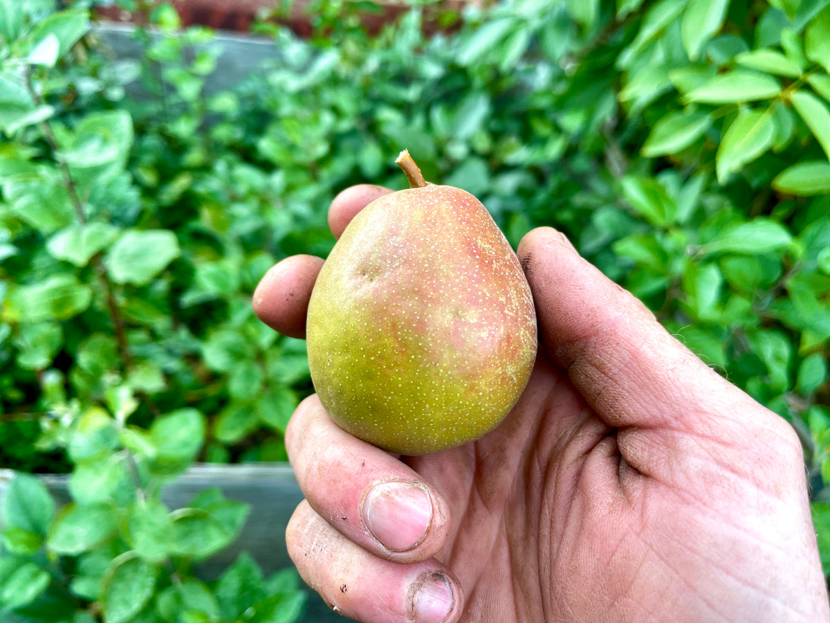 A Seckel pear held in hand on the tree