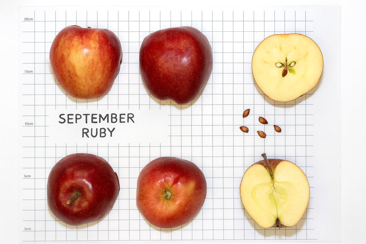 September Ruby apples shown whole and cut beside a size scale