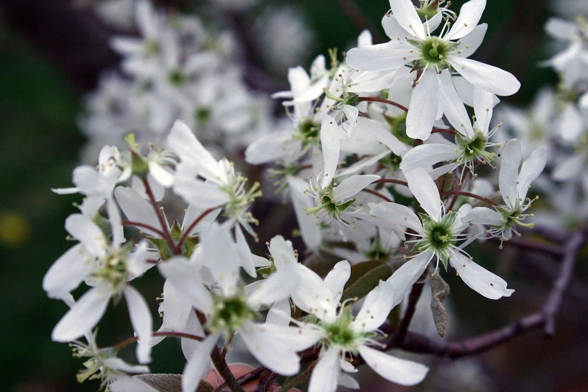 Serviceberry in bloom with white star-shaped flowers