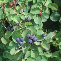 Serviceberry Shrubs