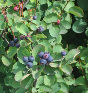 Ripe blue serviceberries on the bush