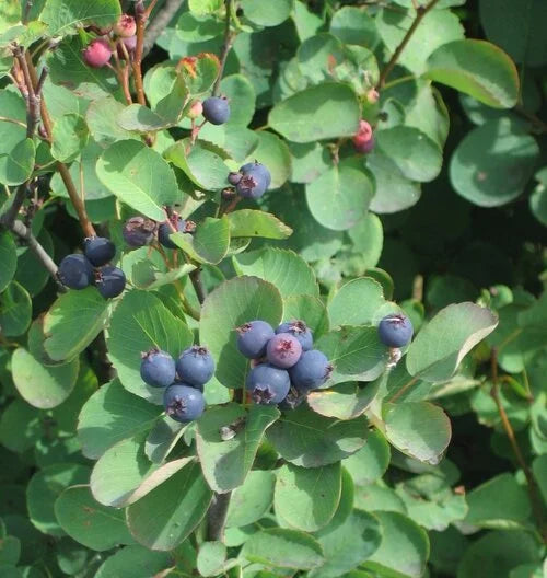 Ripe blue serviceberries on the bush