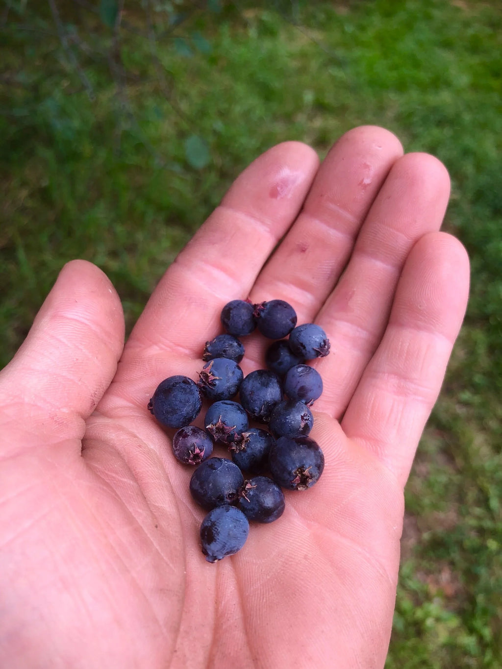 A handful of freshly picked serviceberries