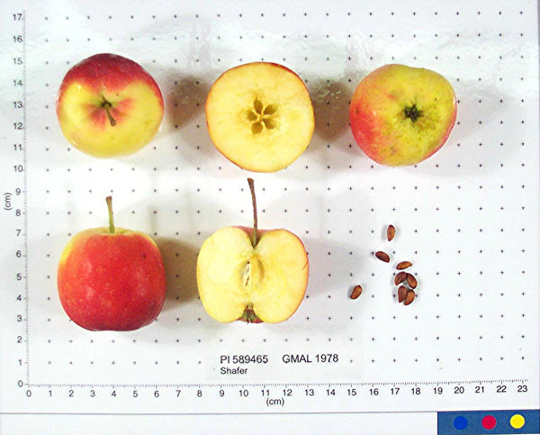 Shafer apples shown whole and cut on a USDA measuring grid