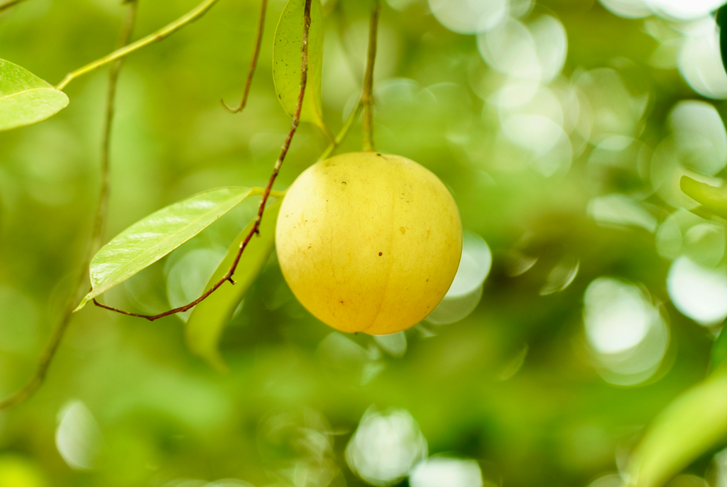 A golden Shiro plum ripening on the branch