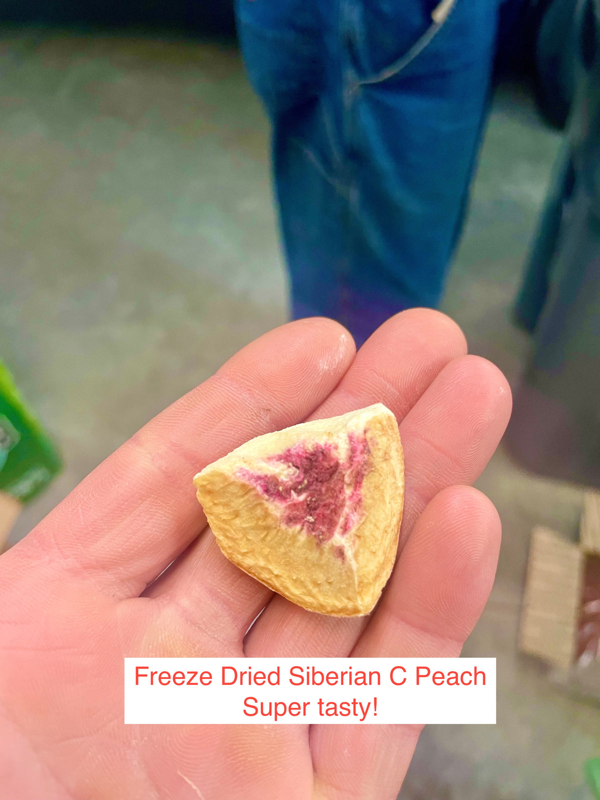 A slice of freeze-dried Siberian C peach held in hand