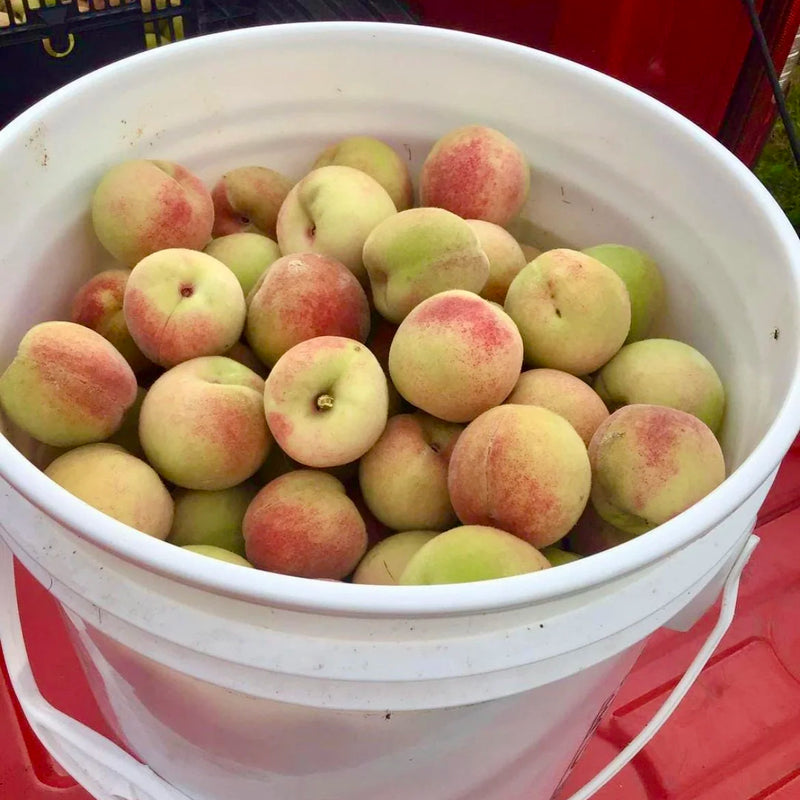 Siberian C Peach Seedling (Bundle of 2) | Spring 2027