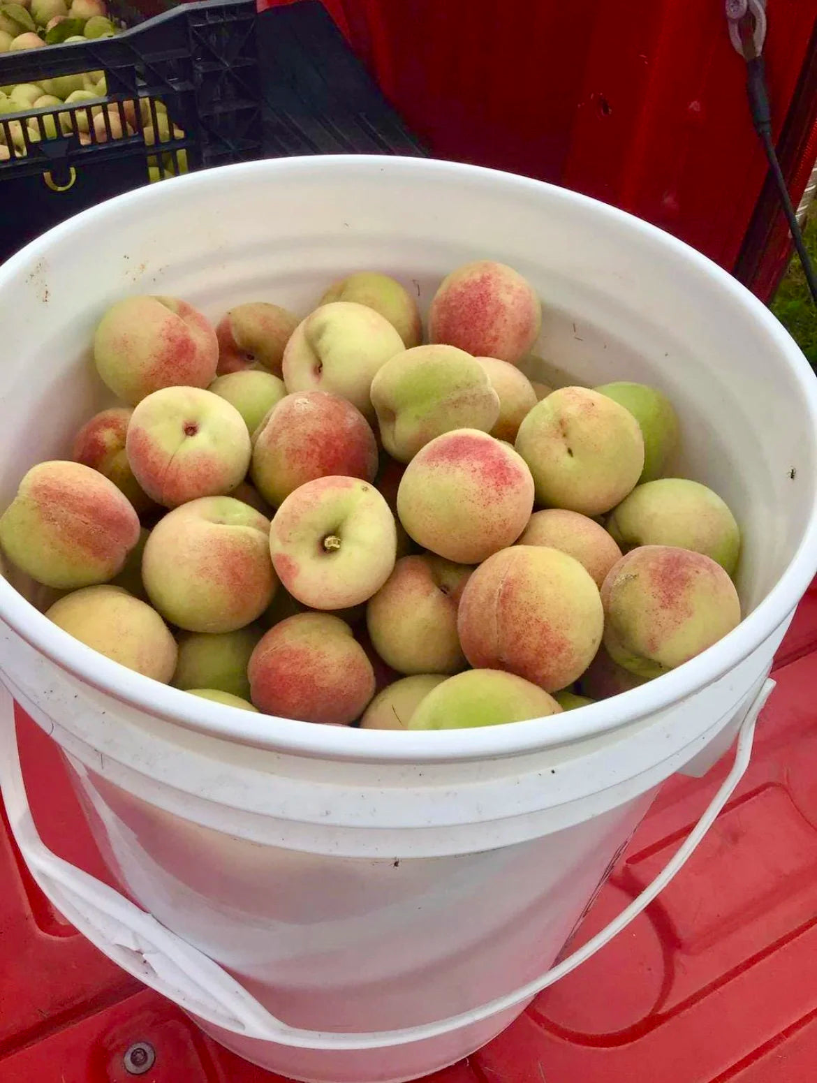 A bucket of freshly picked Siberian C peaches