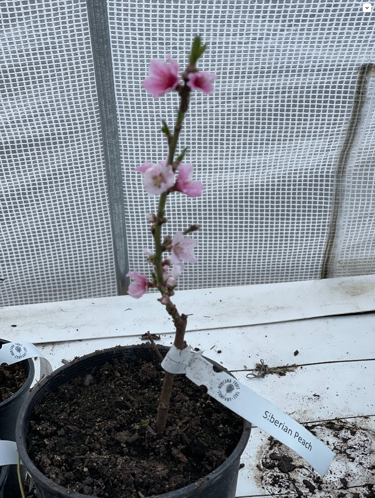 A potted Siberian C peach seedling in early bloom