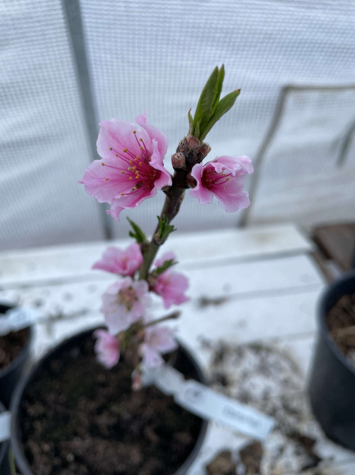 A young Siberian C peach in a pot, blooming pink