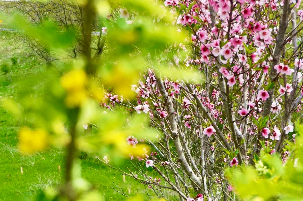 A Siberian C peach tree in full pink bloom