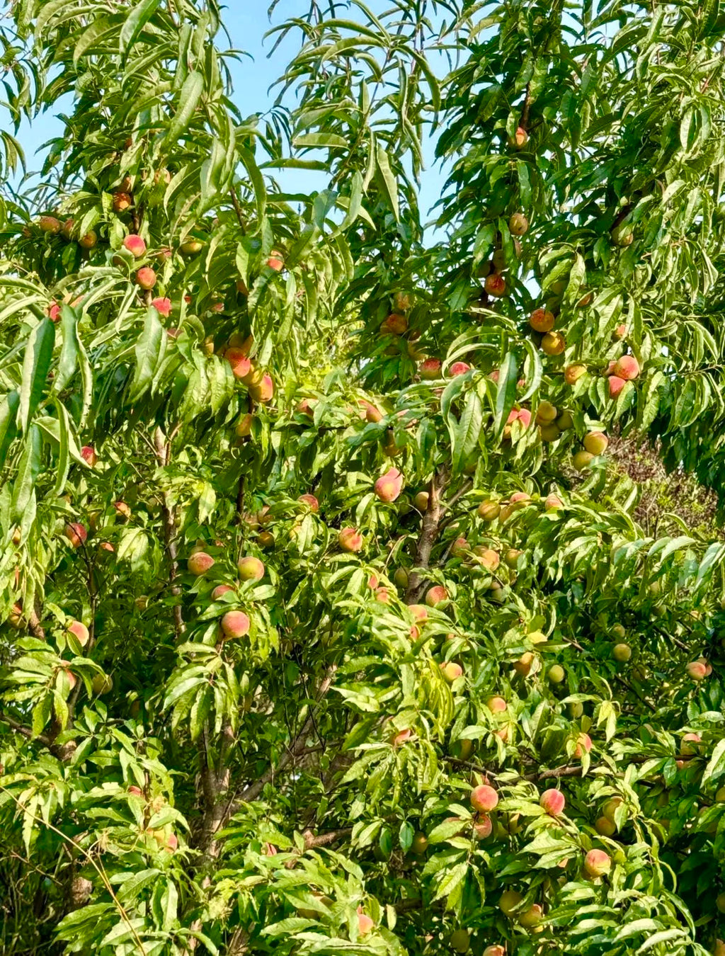 A Siberian C peach tree loaded with ripening fruit