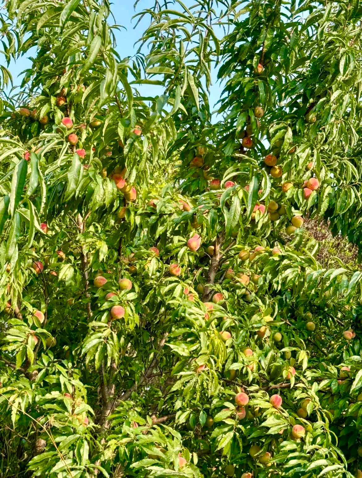 A Siberian C peach tree loaded with ripening fruit