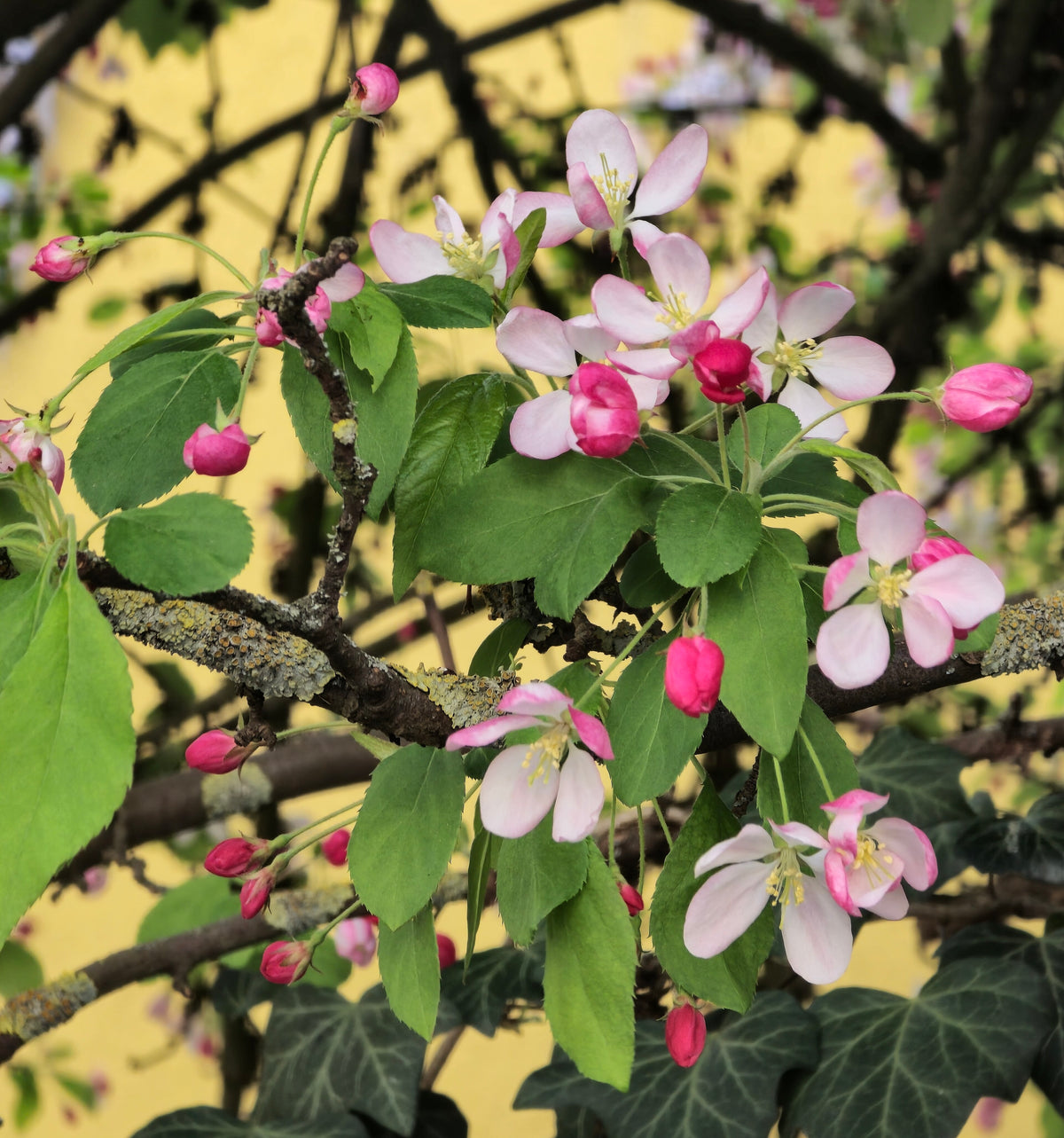 Siberian crabapple blossoms with pink buds opening to white flowers