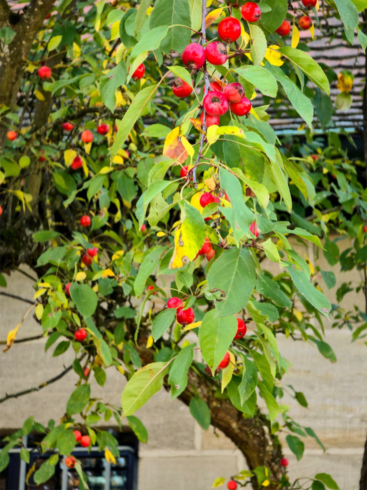 Small red Siberian crabapples hanging on the tree in fall