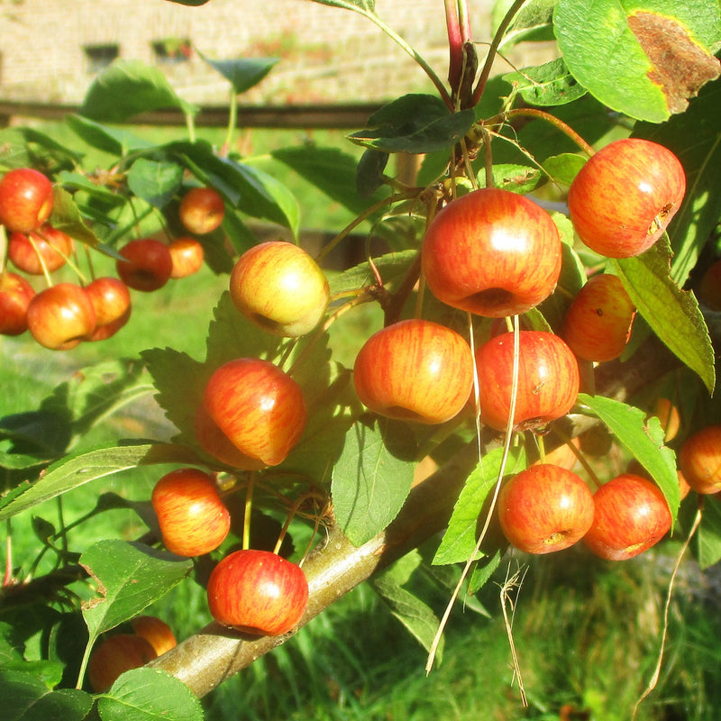 Siberian Crabapple (Bundle of 2) | Spring 2027