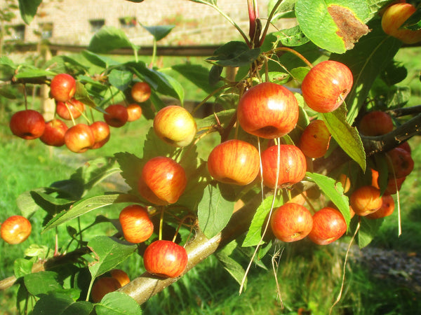 Siberian Crabapple (Bundle of 2) | Spring 2027