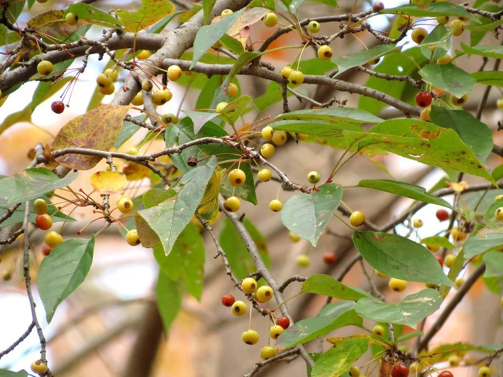 Siberian crabapples ripening on the branch