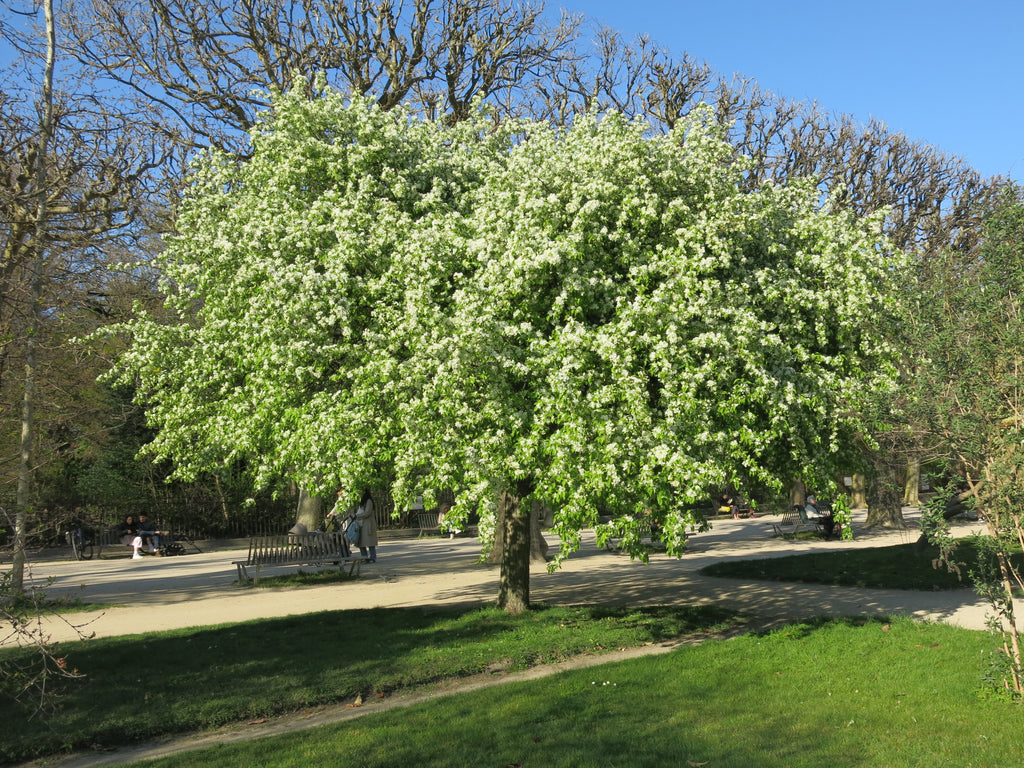 A mature Siberian crabapple tree in full white bloom