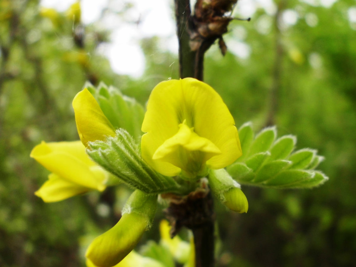 Close-up of Siberian peashrub flowers