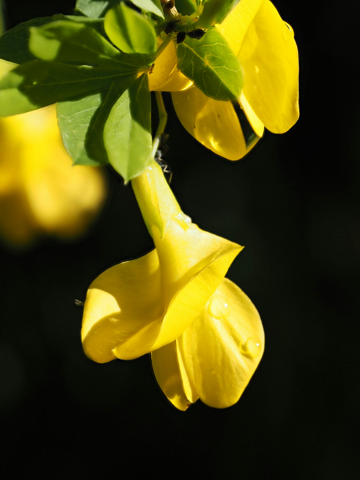 Yellow pea-shaped flowers on a Siberian peashrub