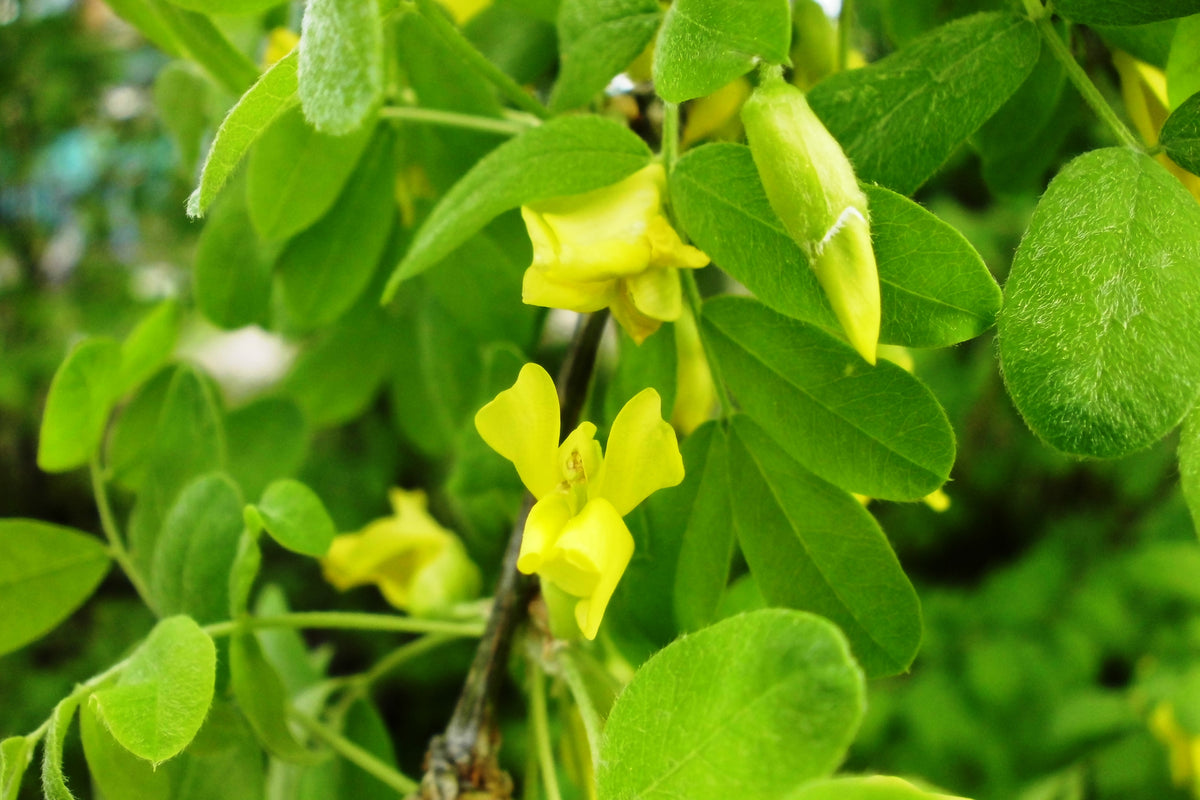 Bright yellow pea-shaped flowers on a Siberian peashrub