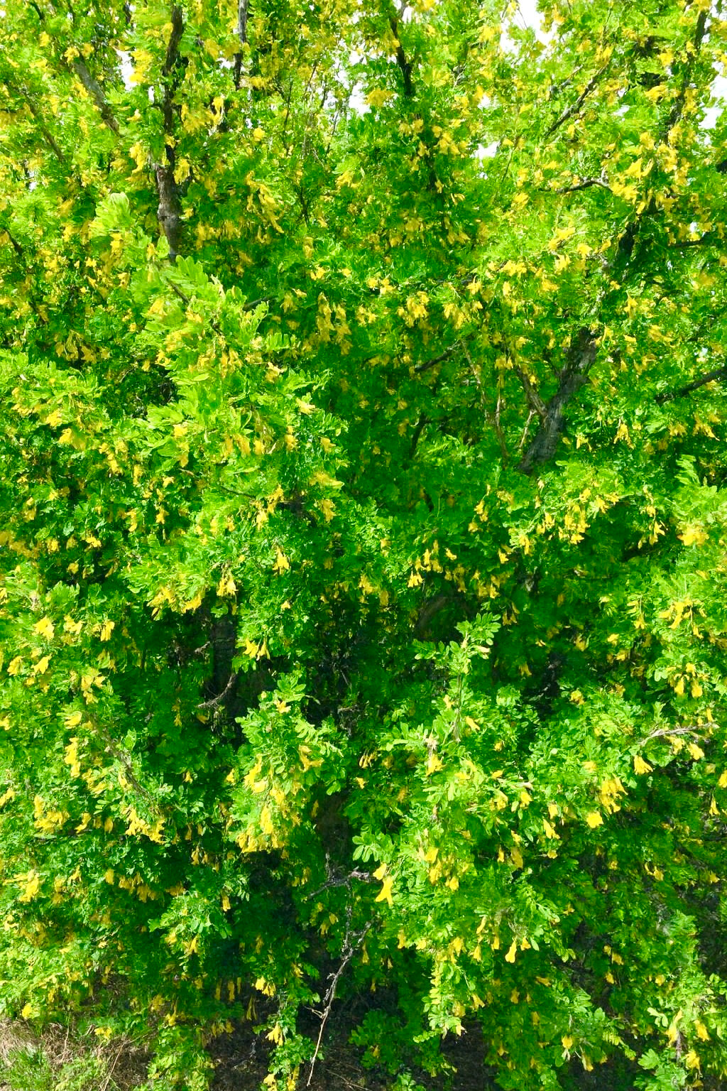 A Siberian peashrub in full green leaf
