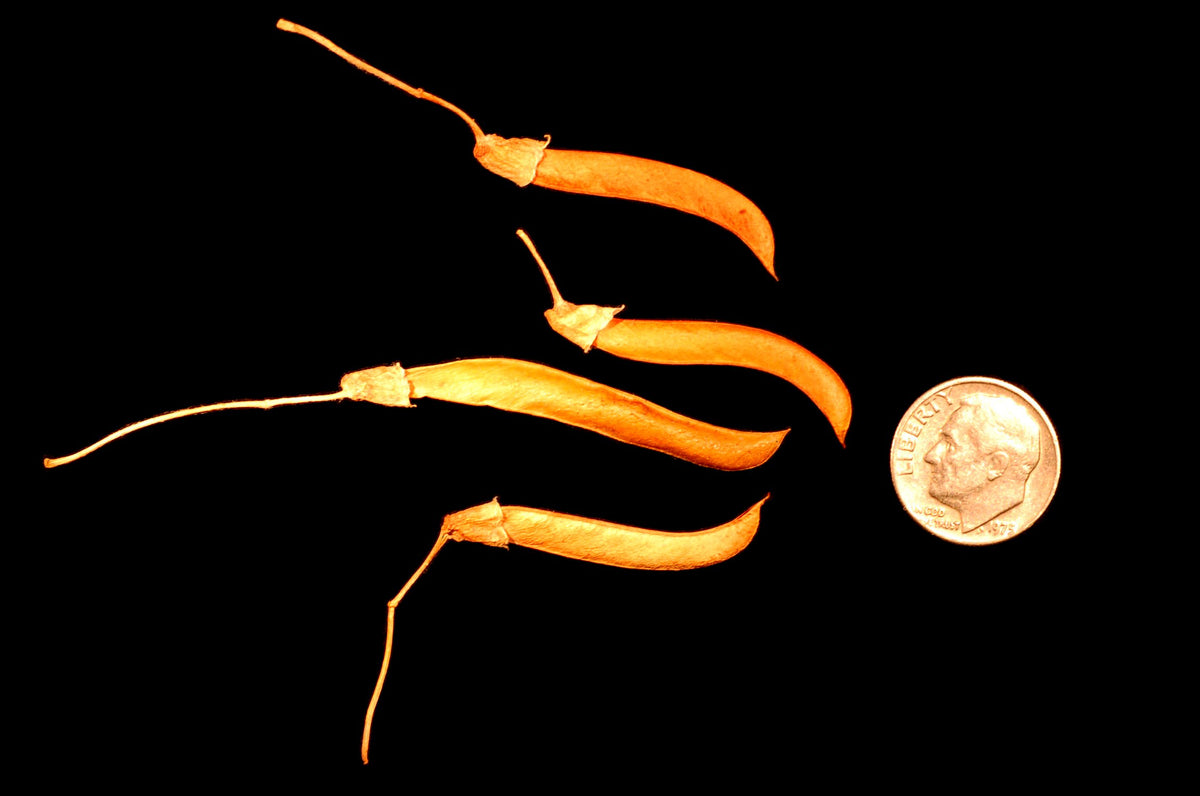 Siberian peashrub seed pods beside a dime for scale